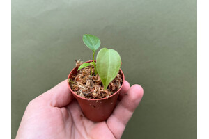 Anthurium veitchii The King Babyplant