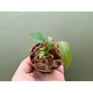 Anthurium veitchii  "The King" Babyplant