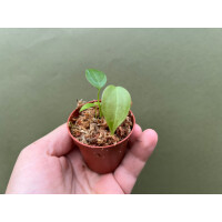 Anthurium veitchii  "The King" Babyplant