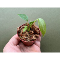 Anthurium veitchii  "The King" Babyplant