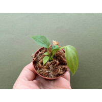 Anthurium veitchii  "The King" Babyplant