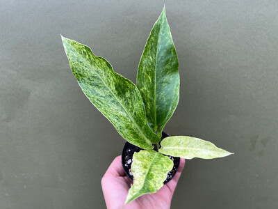 Anthurium hookeri variegata M