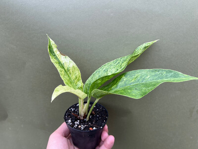 Anthurium hookeri variegata M