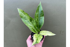 Anthurium hookeri variegata M