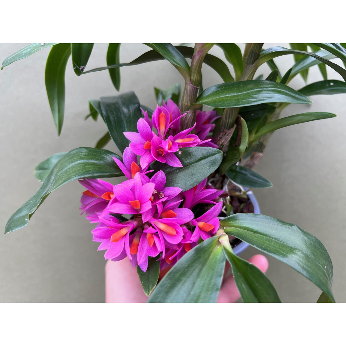 Dendrobium Hibiki, 11,90