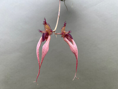 Bulbophyllum Lindas Glory