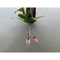 Bulbophyllum Lindas Glory