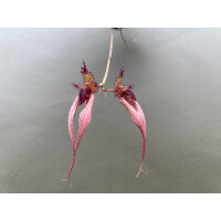 Bulbophyllum Lindas Glory