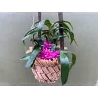 Raffia Palm hanging basket 12cm 
