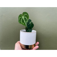 Anthurium clarinervium S