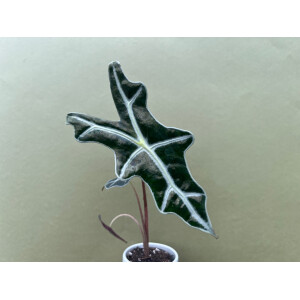 Alocasia sanderiana Nobilis Babyplant