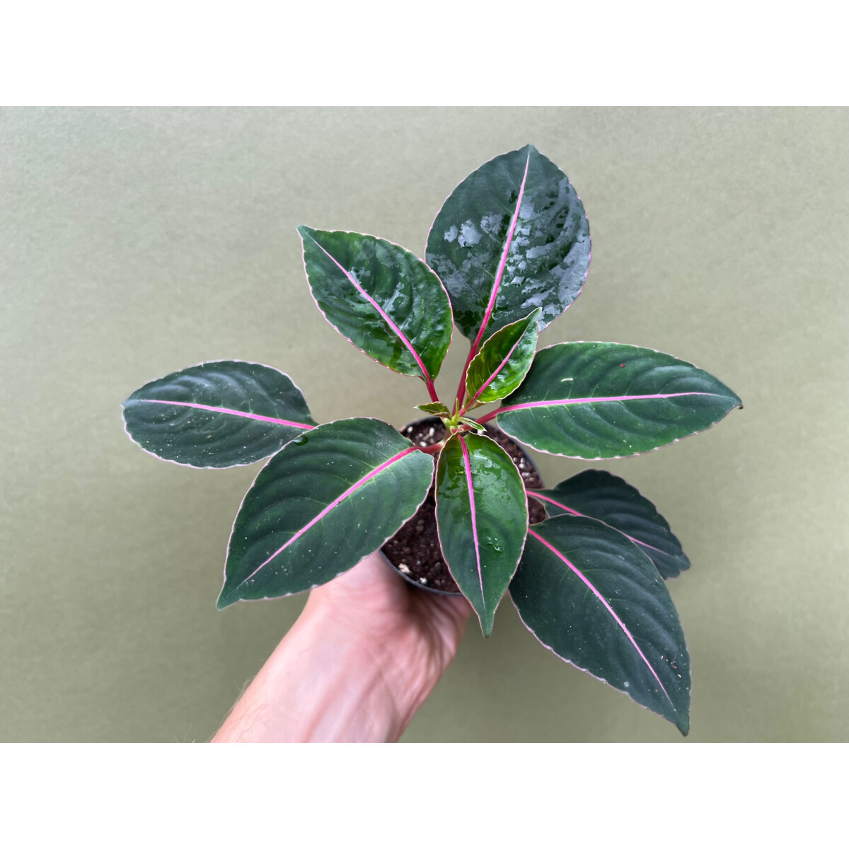 Impatiens velvetea box