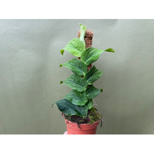 Rhaphidophora Korthalsii XL