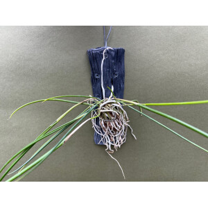 Brassavola cucullata