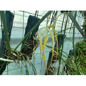 Brassavola cucullata