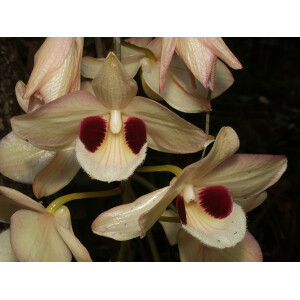 Dendrobium pulchellum