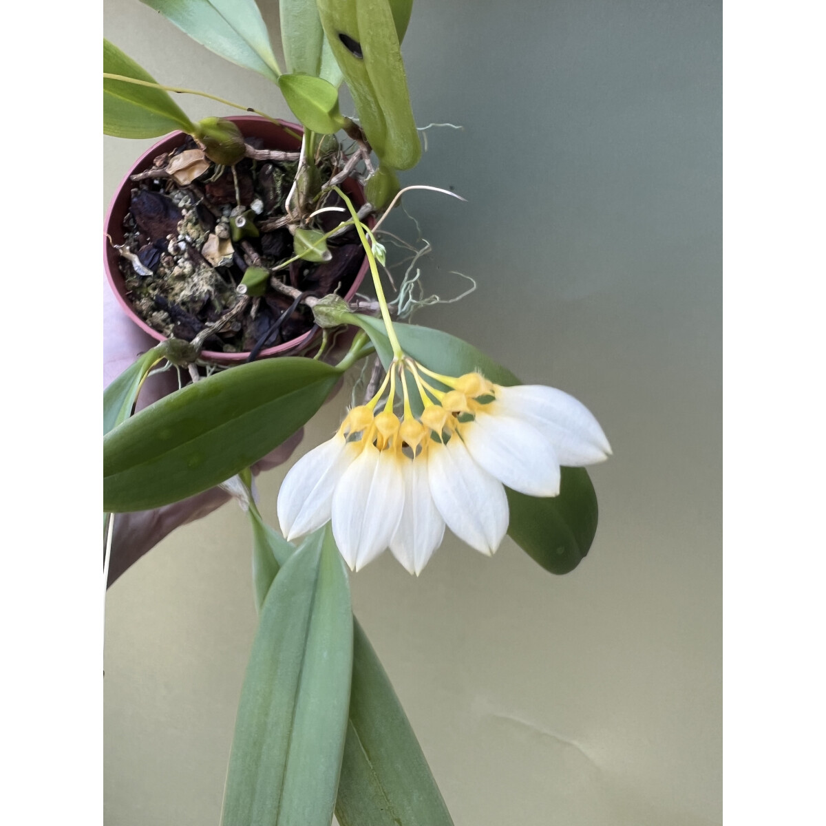 Bulbophyllum flabellum-veneris aurea