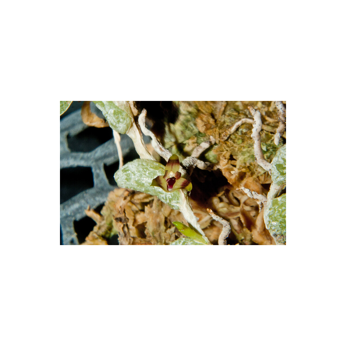 Bulbophyllum depressum