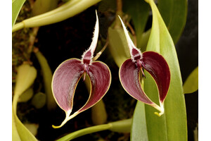 Bulbophyllum maxillare