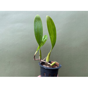 Bulbophyllum maxillare