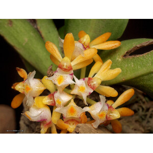 Gastrochilus obliquus