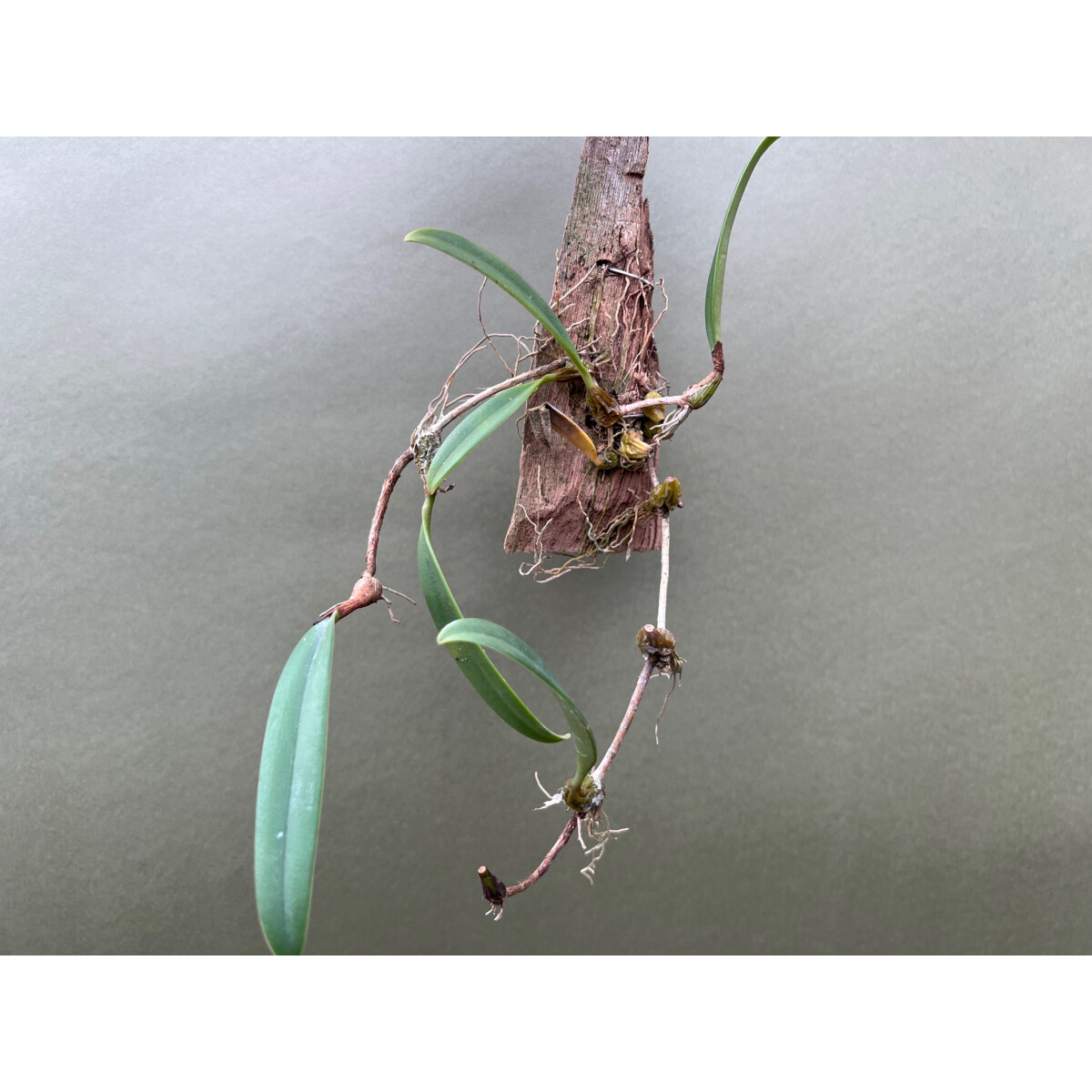 Bulbophyllum spathulatum, 24,90