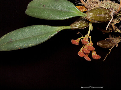 Bulbophyllum spathulatum