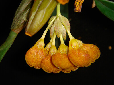 Bulbophyllum spathulatum