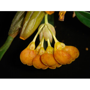 Bulbophyllum spathulatum