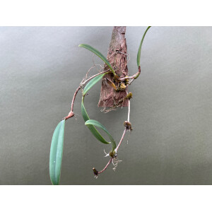 Bulbophyllum spathulatum