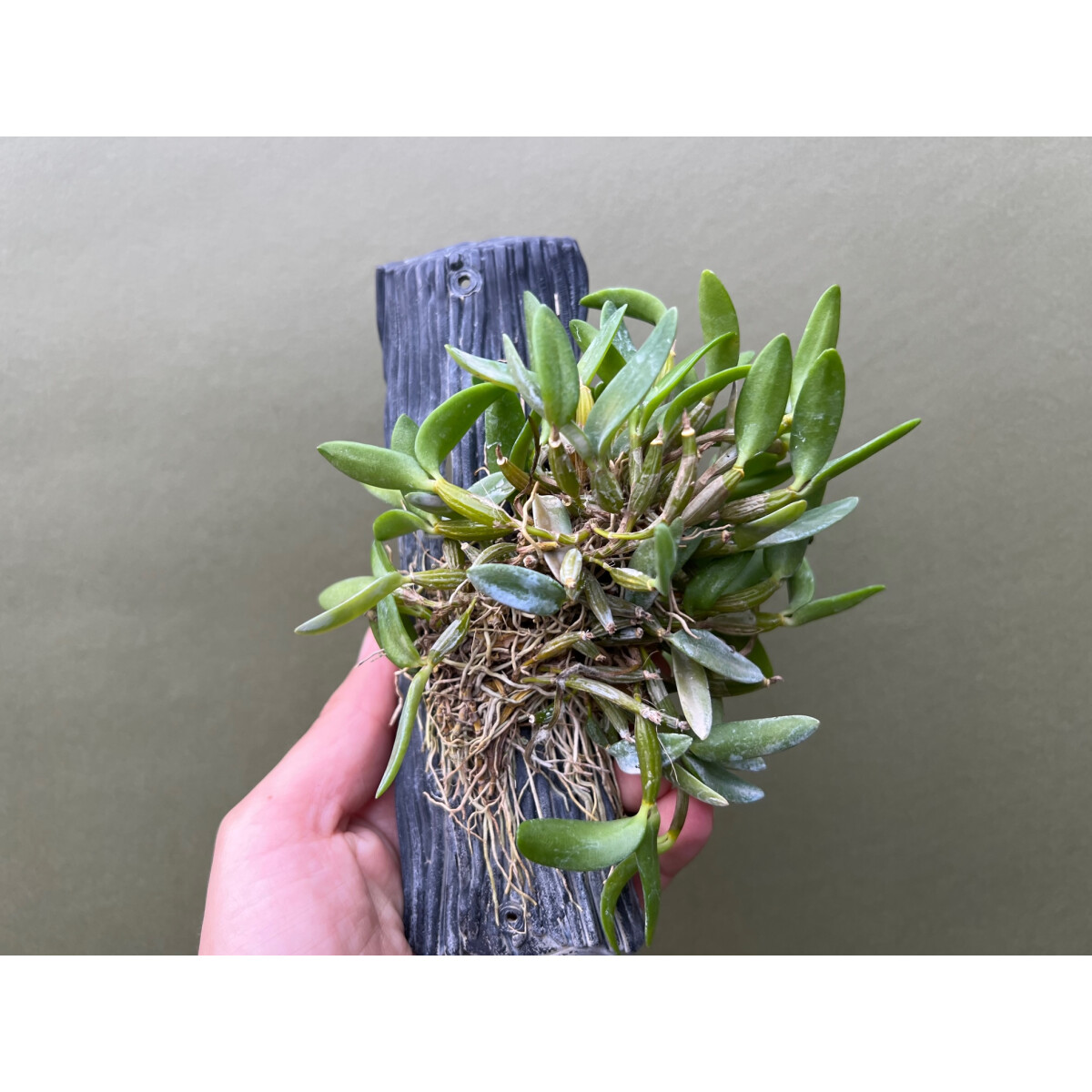 Dendrobium hymenanthum