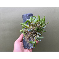 Dendrobium hymenanthum