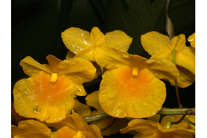 Dendrobium lindleyi