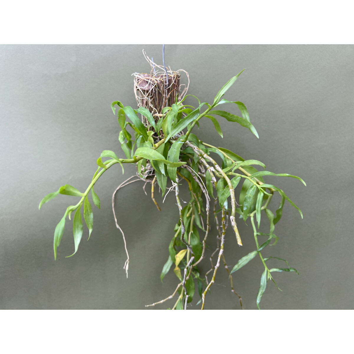 Primulinum Dendrobium primulinum, 19,90