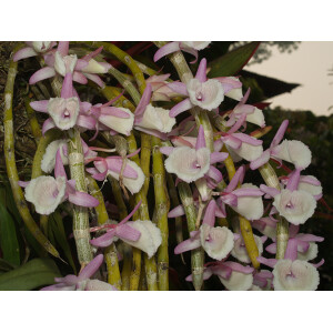 Dendrobium primulinum