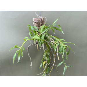 Dendrobium primulinum