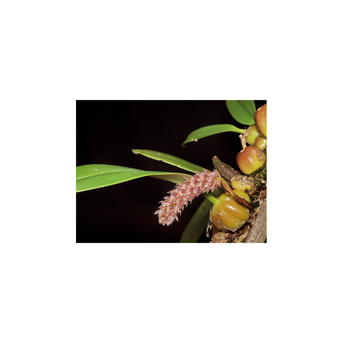 Bulbophyllum lilacinum