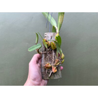 Bulbophyllum lilacinum