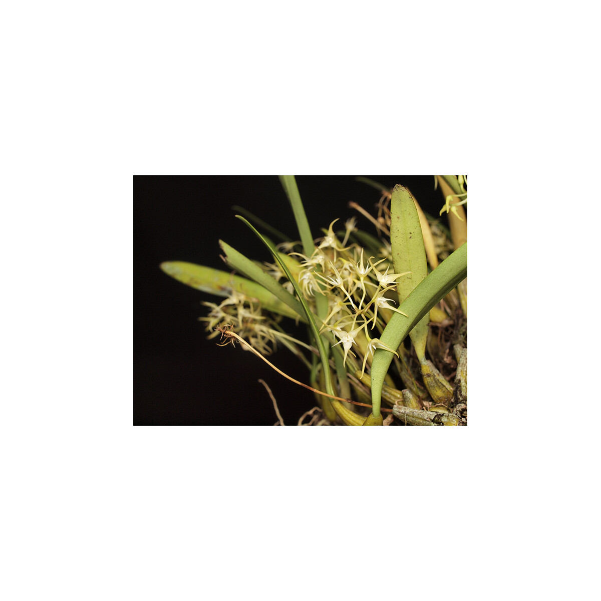 Bulbophyllum laxiflorum