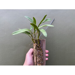 Bulbophyllum laxiflorum