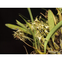 Bulbophyllum laxiflorum