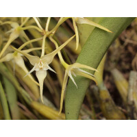 Bulbophyllum laxiflorum
