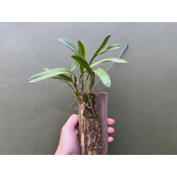 Bulbophyllum laxiflorum