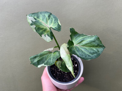 Syngonium offers T24, Rooted Cutting