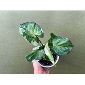 Syngonium T24
