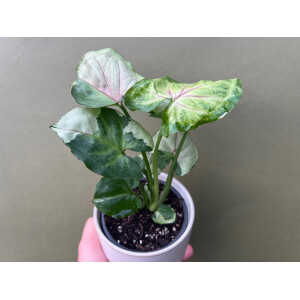 Syngonium T24