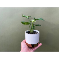 Syngonium T24