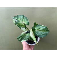 Syngonium T24