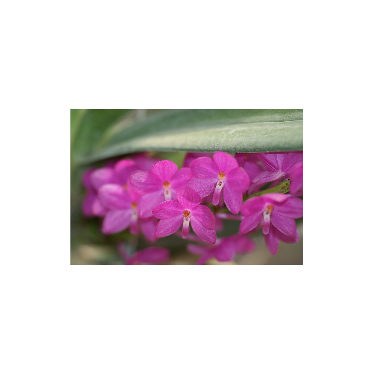 Ascocentrum ampullaceum