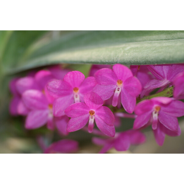 Ascocentrum ampullaceum